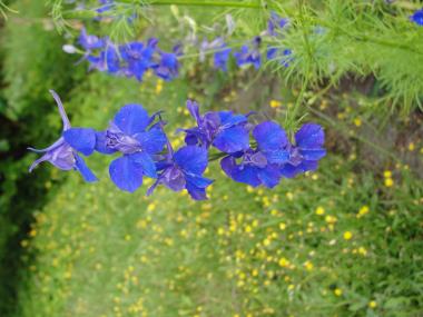 Billede af blomst